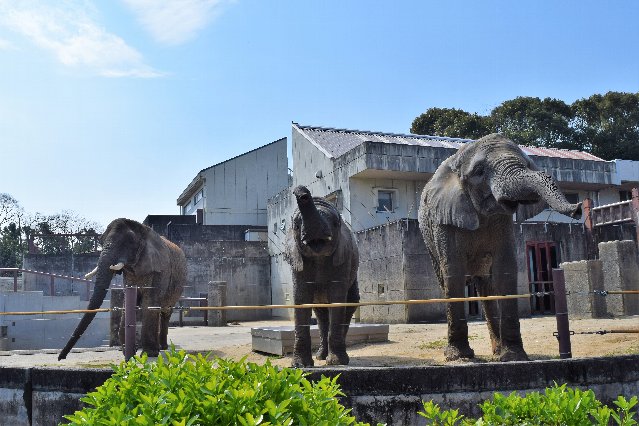 アフリカゾウ(リカ＆媛＆砥愛).jpg